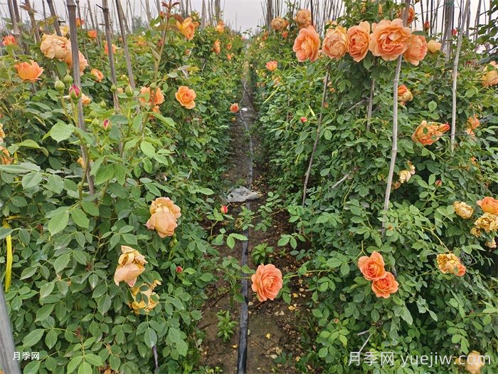 夏洛特夫人月季/夏洛特女郎月季(图4)