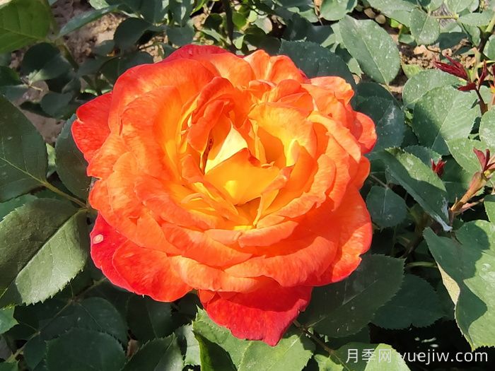 月季花品种识别技巧(图1)