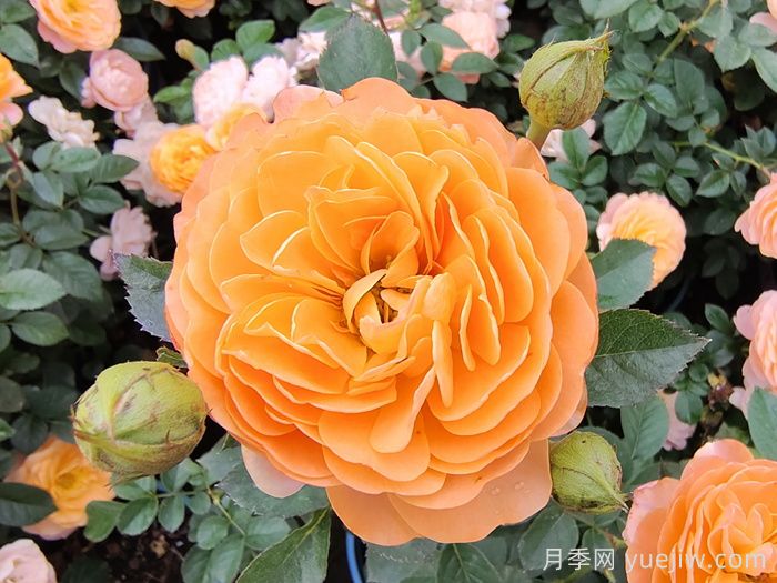 **波春花不标准？这些因素或是罪魁祸首(图1)