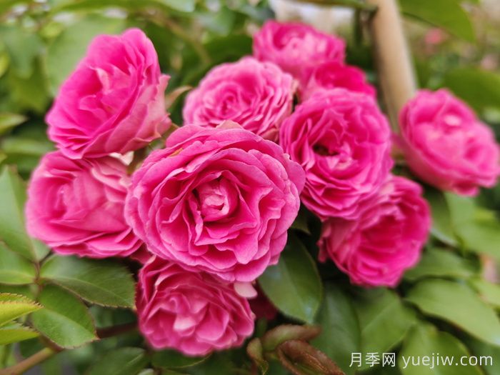 优秀粉色藤本月季大推荐(图1)