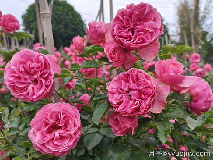 优秀粉色藤本月季大推荐(图3)