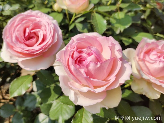 龙沙宝石月季一年能开几次花？(图1)