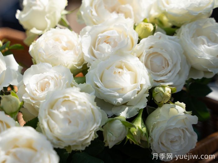 云梦月季(图3)