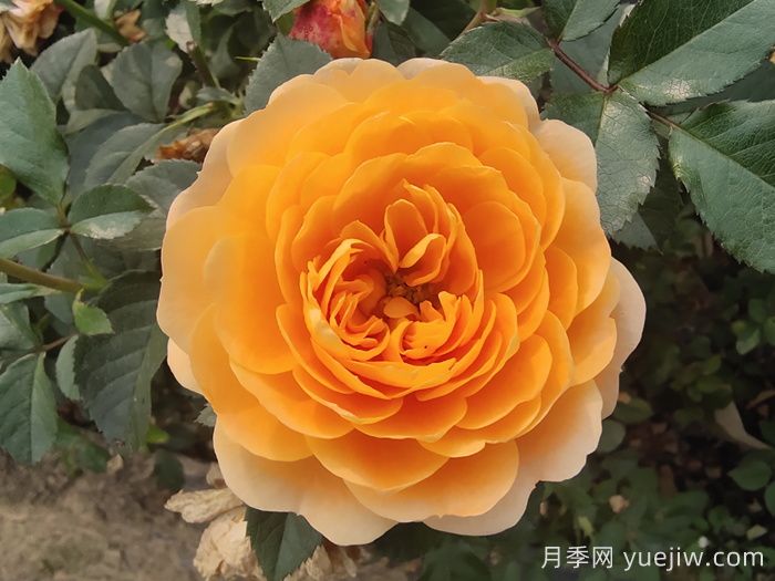 花期长且好养的月季有哪些？必备6个(图1)