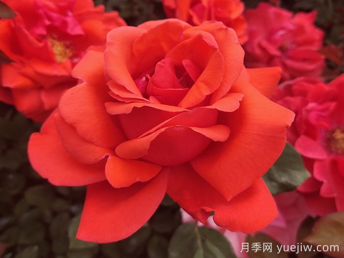 经典中国红！20种红色月季推荐(图3)