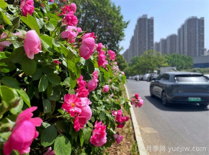 洛阳：月季花开香满城，打卡地点送给你(图2)