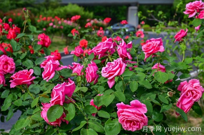洛阳：月季花开香满城，打卡地点送给你(图1)