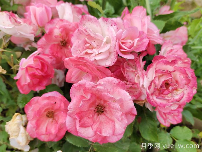 藤本樱霞月季(图1)