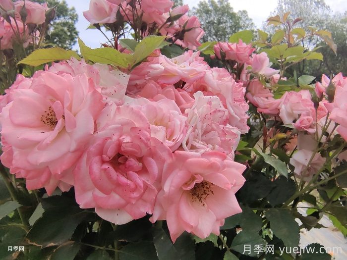 藤本樱霞月季(图2)