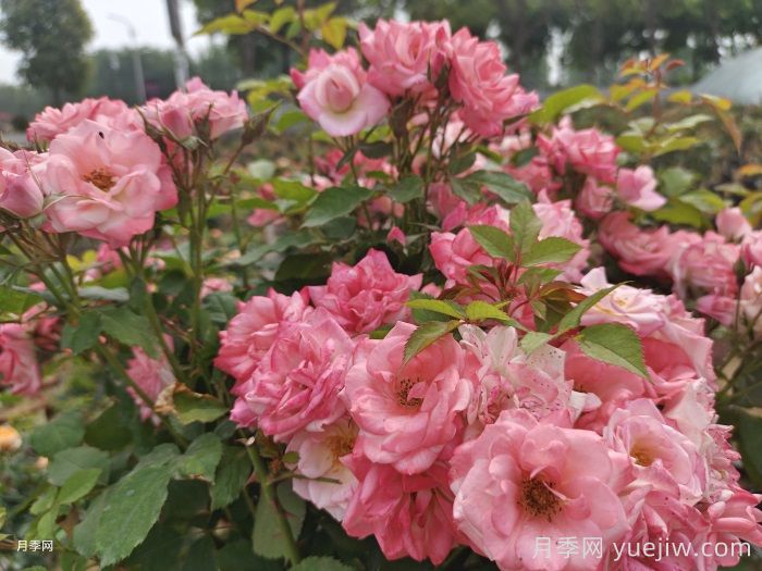 藤本樱霞月季(图3)