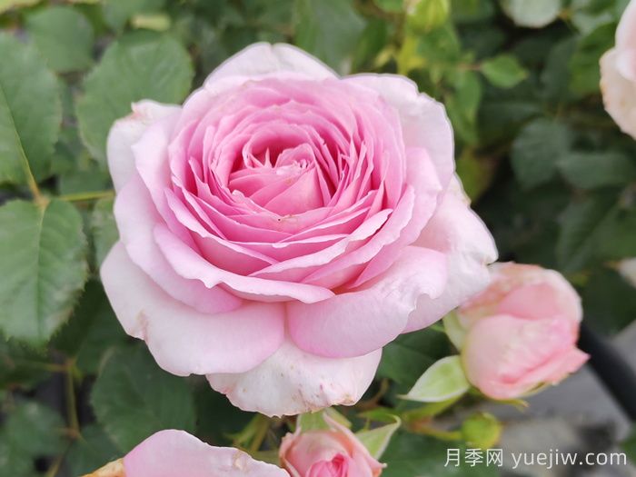 耐热月季，天狼暑系列月季品种(图1)