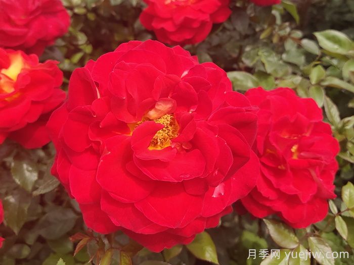 野生蔷薇到现代月季的历史演变(图1)