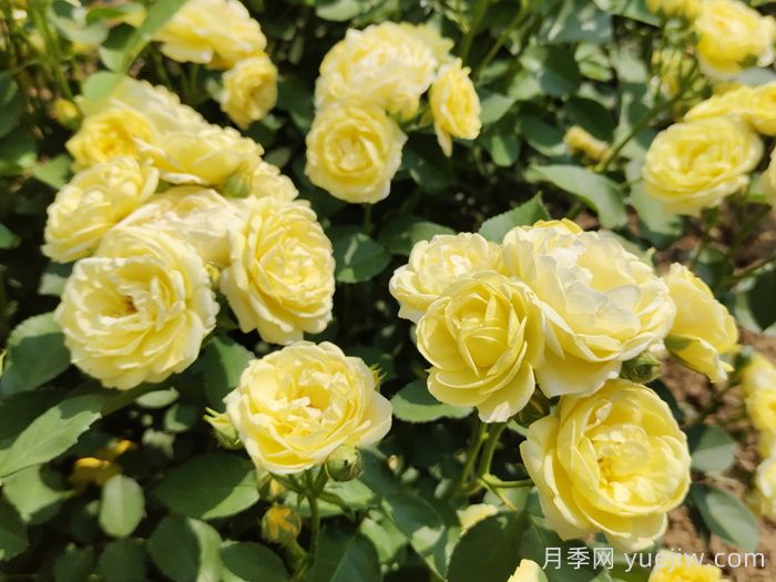 月季不开花，究竟是什么原因造成的呢？(图1)