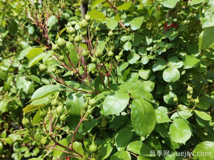 月季花苞期养护办法(图1)