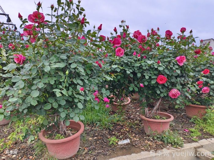 春季月季花盆选购与布置(图1)