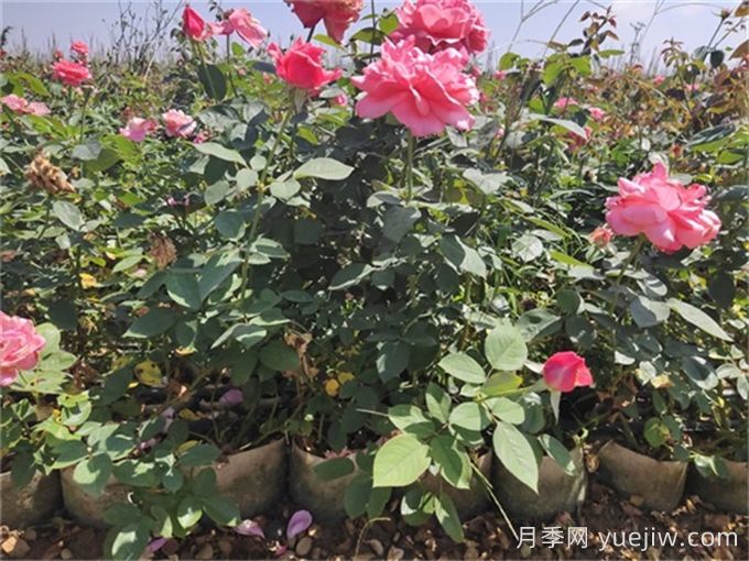 月季不开花的真相，很多人第一步就错了(图3)