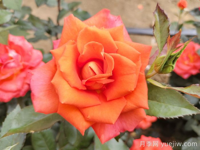 月季花种子怎么种才能苗出的快？(图1)