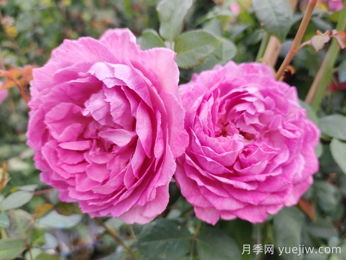 月季象征着怎样的含义？(图1)