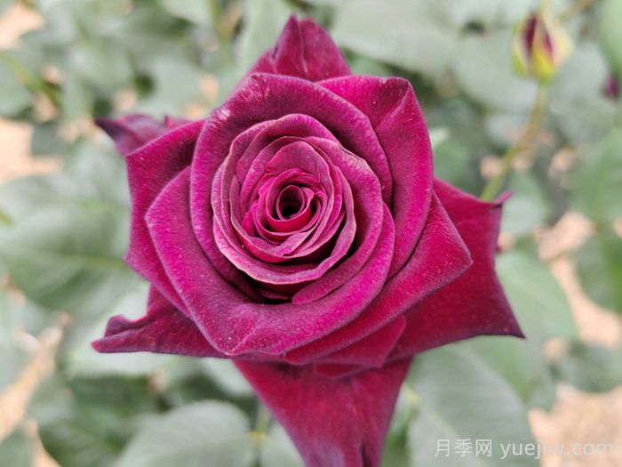 不同颜色月季花代表的含义？(图1)