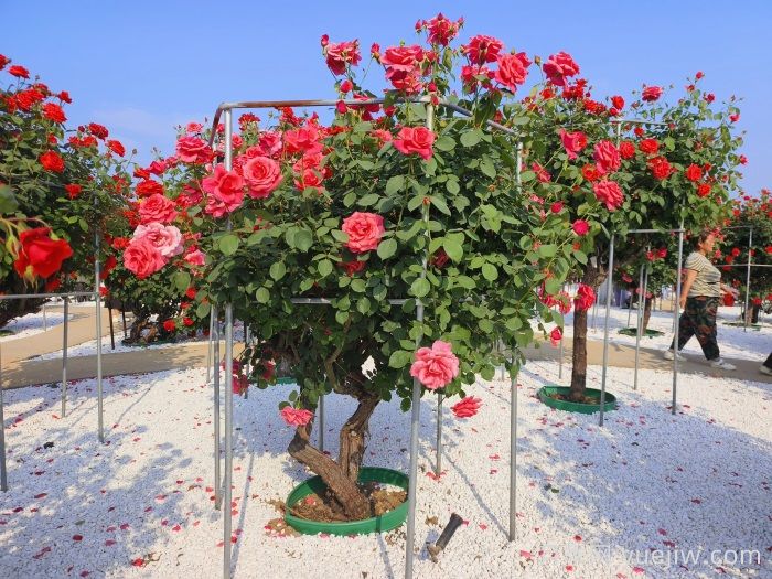 南阳月季市花文化和景观图集(图3)