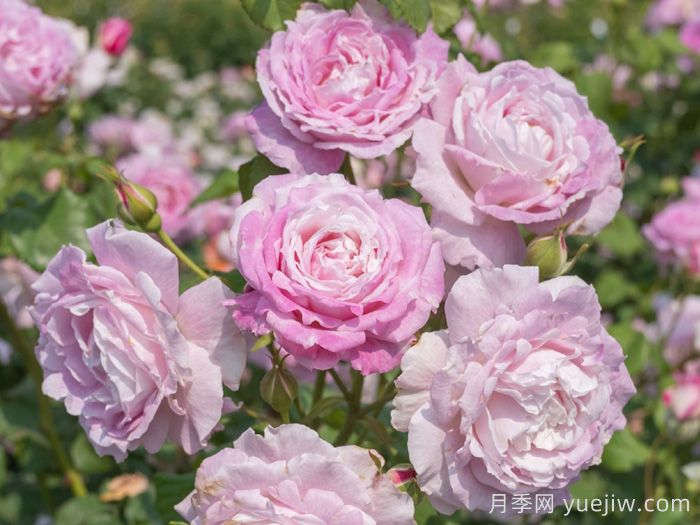 芰荷月季(图1)