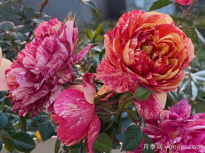 果汁飞溅月季为什么会出现返祖？(图1)