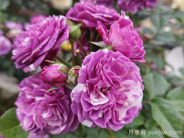 最齐全的适合阳台养的月季品种系列(图4)