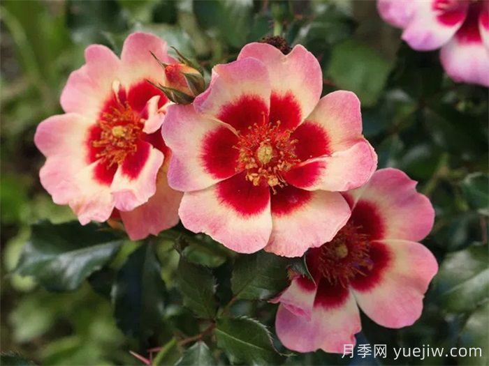 最齐全的适合阳台养的月季品种系列(图5)