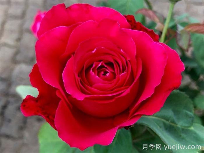 最齐全的适合阳台养的月季品种系列(图6)