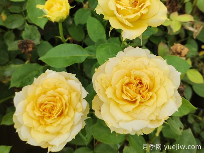 最齐全的适合阳台养的月季品种系列(图7)