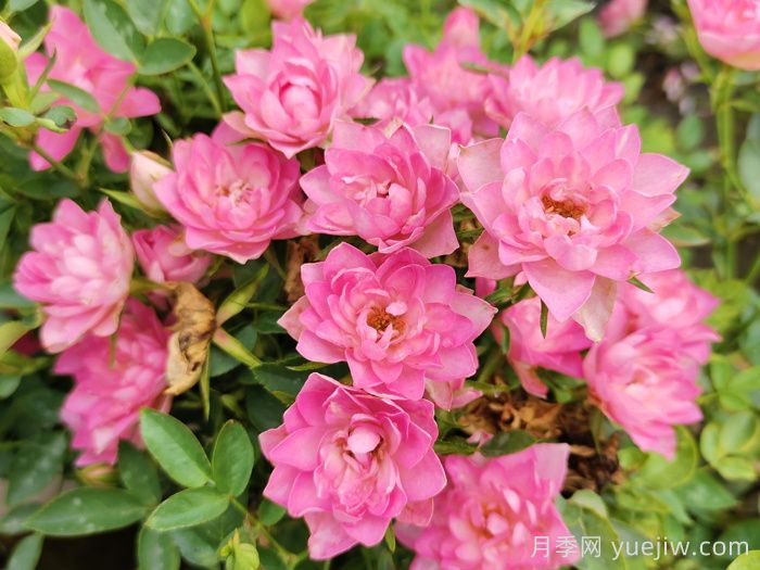 最齐全的适合阳台养的月季品种系列(图8)