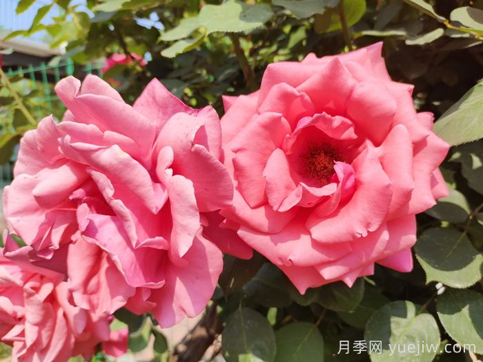 月季有哪些分类和代表品种？(图2)