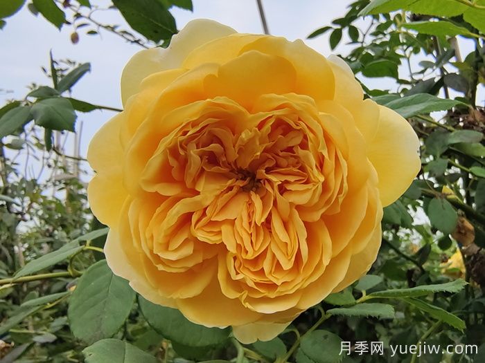 藤本月季***低能耐寒多少度？(图1)