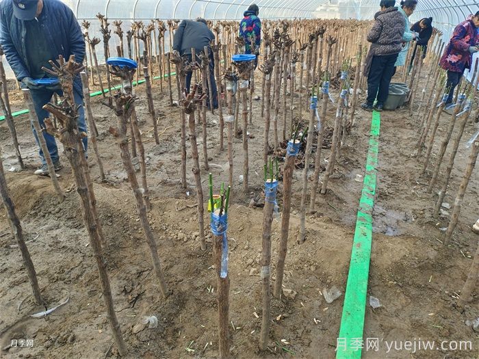 南阳月季的嫁接时期和嫁接方法(图2)
