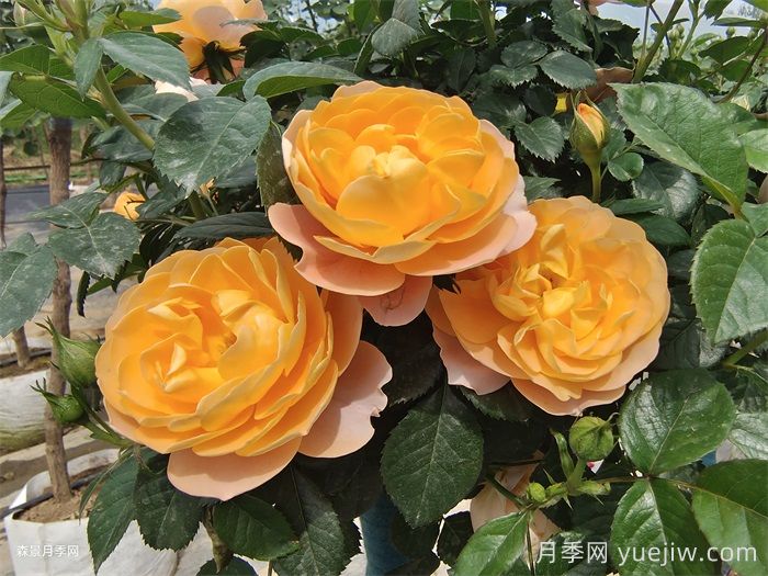花期长且好养的月季有哪些？(图1)