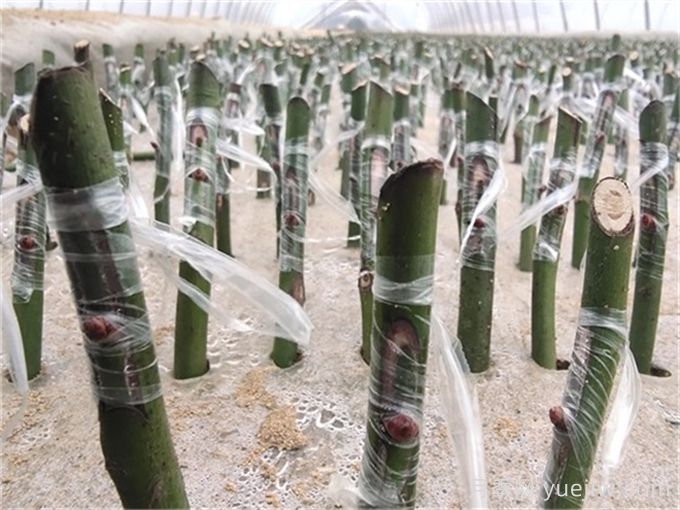 月季的繁殖方法有哪些？五大方法详解(图2)