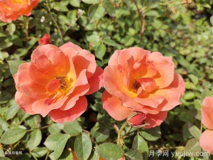 红从容月季/红丛蓉月季(图3)