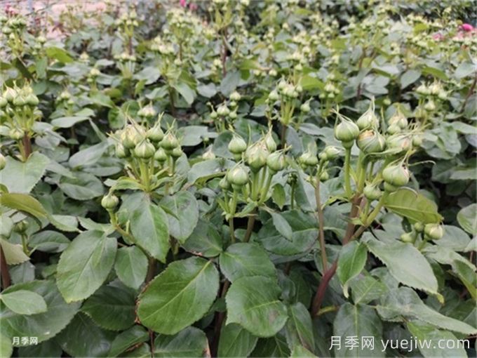 月季到了5月份还不开花是什么原因？(图1)