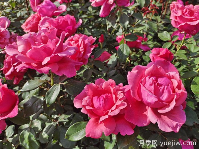 月季花：此花无日不春风(图1)