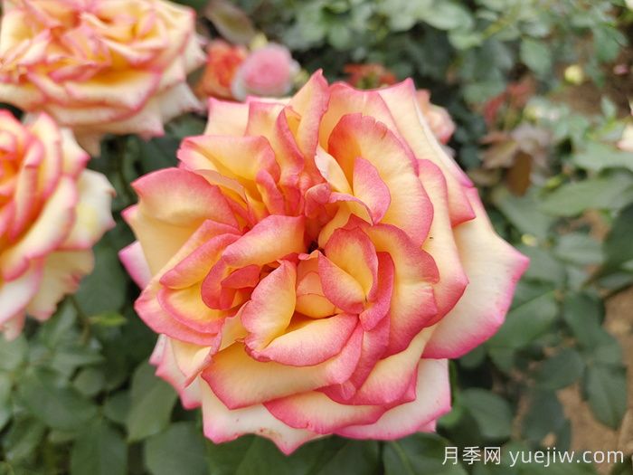 想要月季多开花、花质好？学会这三点(图1)