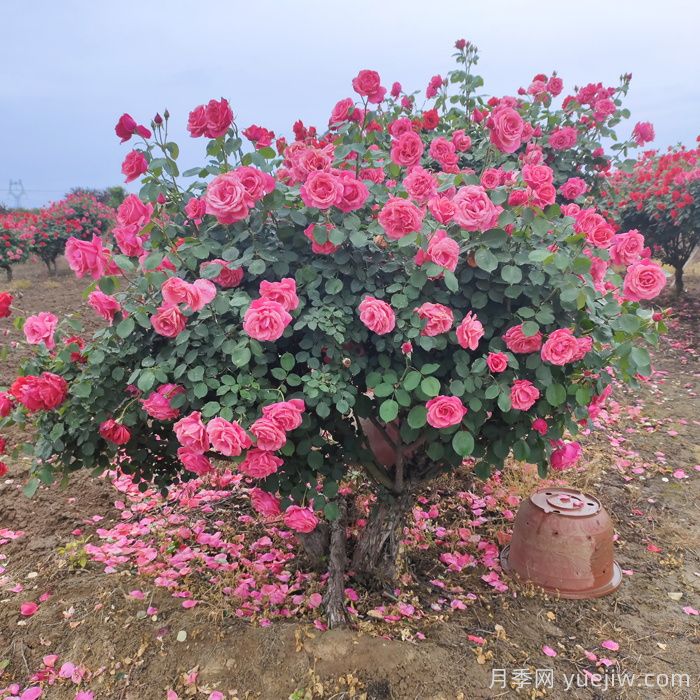月季花怎么养***好?(图1)