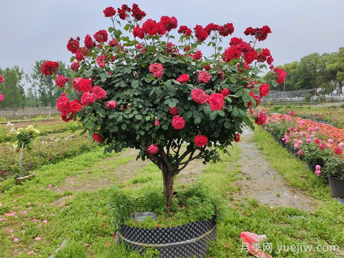 树状月季能养活几年？(图2)