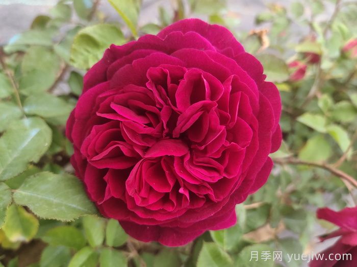 黑鱼子酱月季和黑伍德月季哪个好？(图1)
