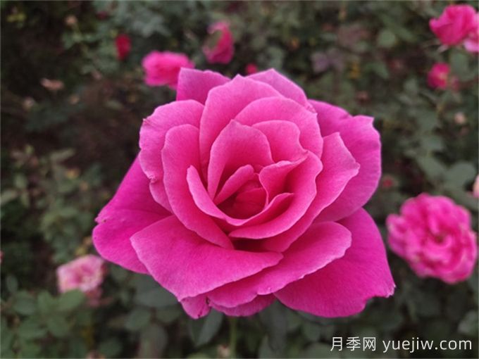 花朵直径在15-20厘米的大花月季品种有哪些？(图3)