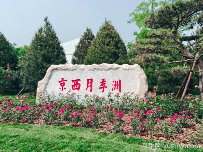 第九届国际月季大会，北京京西月季洲开启顶流(图1)