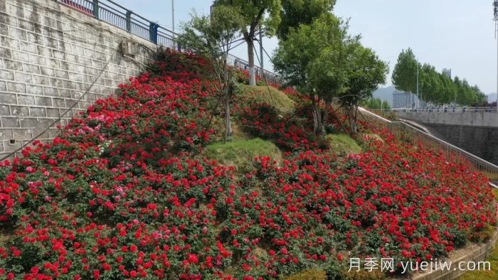 淅川月季：夏至淅川 月季倾城(图1)