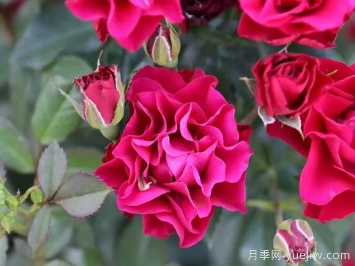  门头沟红月季(图1)