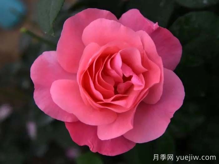 琉璃月季(图1)