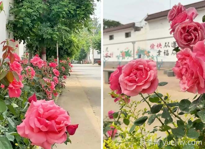 定州月季：东留春乡月季花开惹人醉(图1)