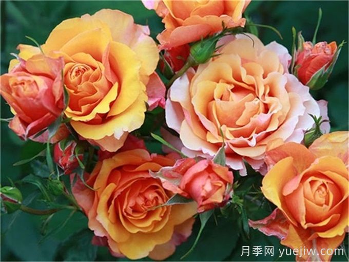 月季介绍之永远的艾帕索(图1)
